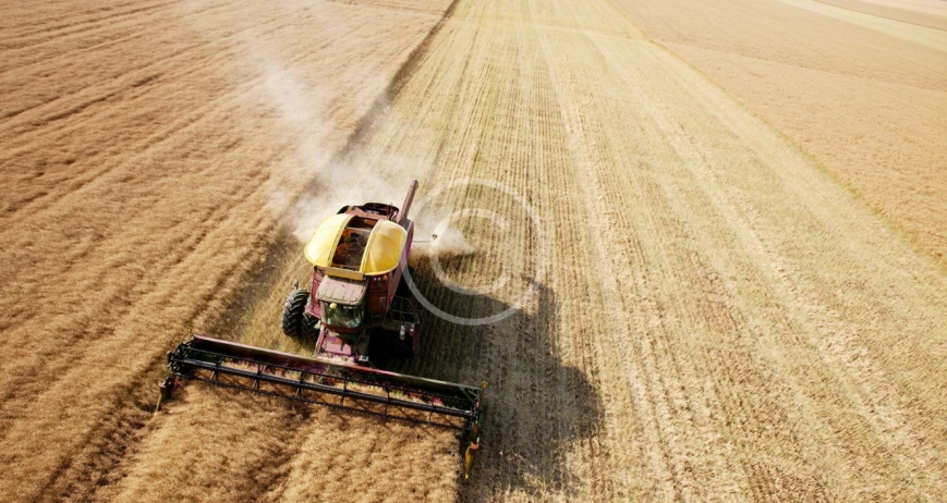 Organic Veggies in Your Diet